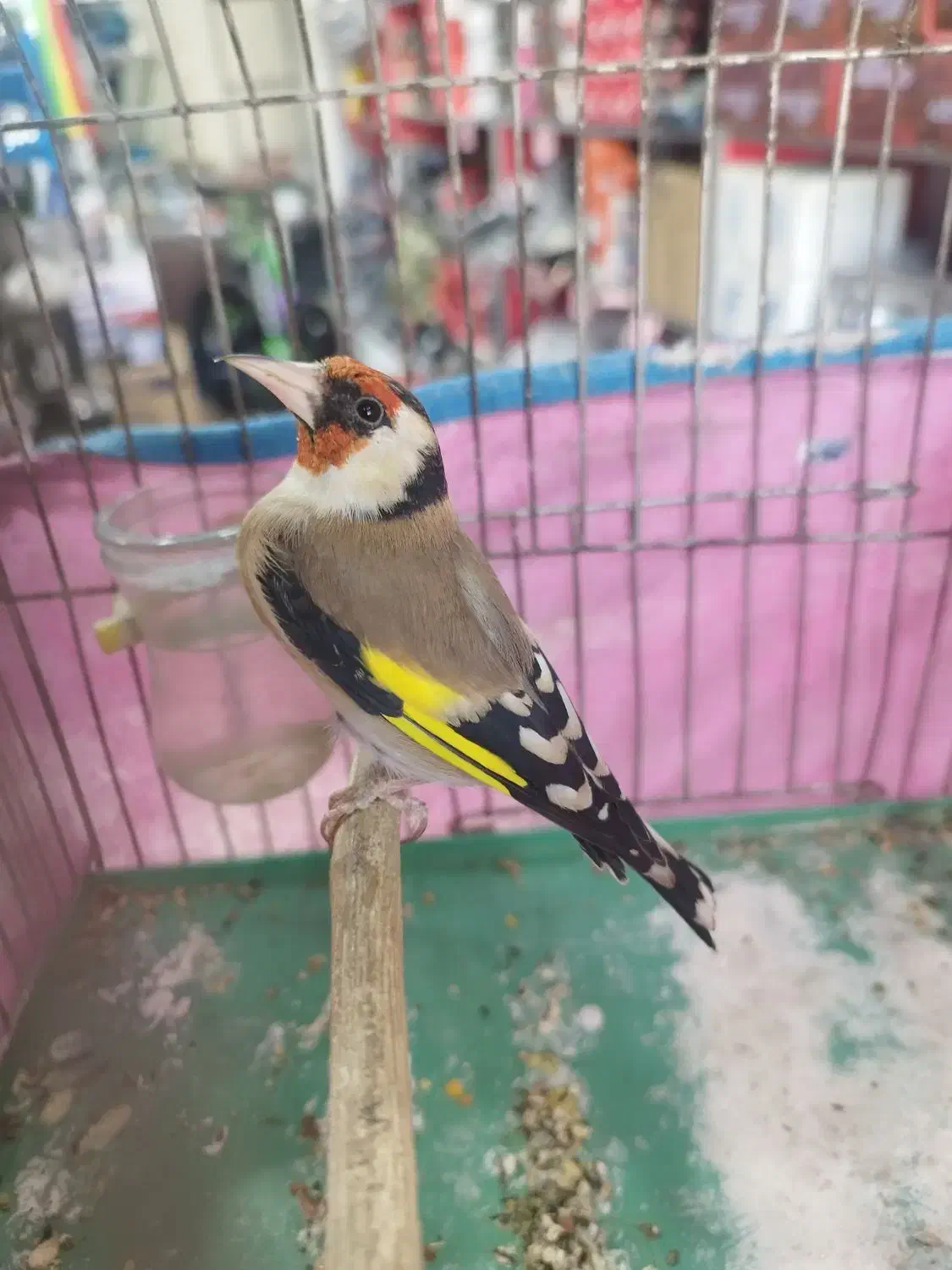 فروش. سهره. وسهره قناری|پرنده|همدان, |دیوار