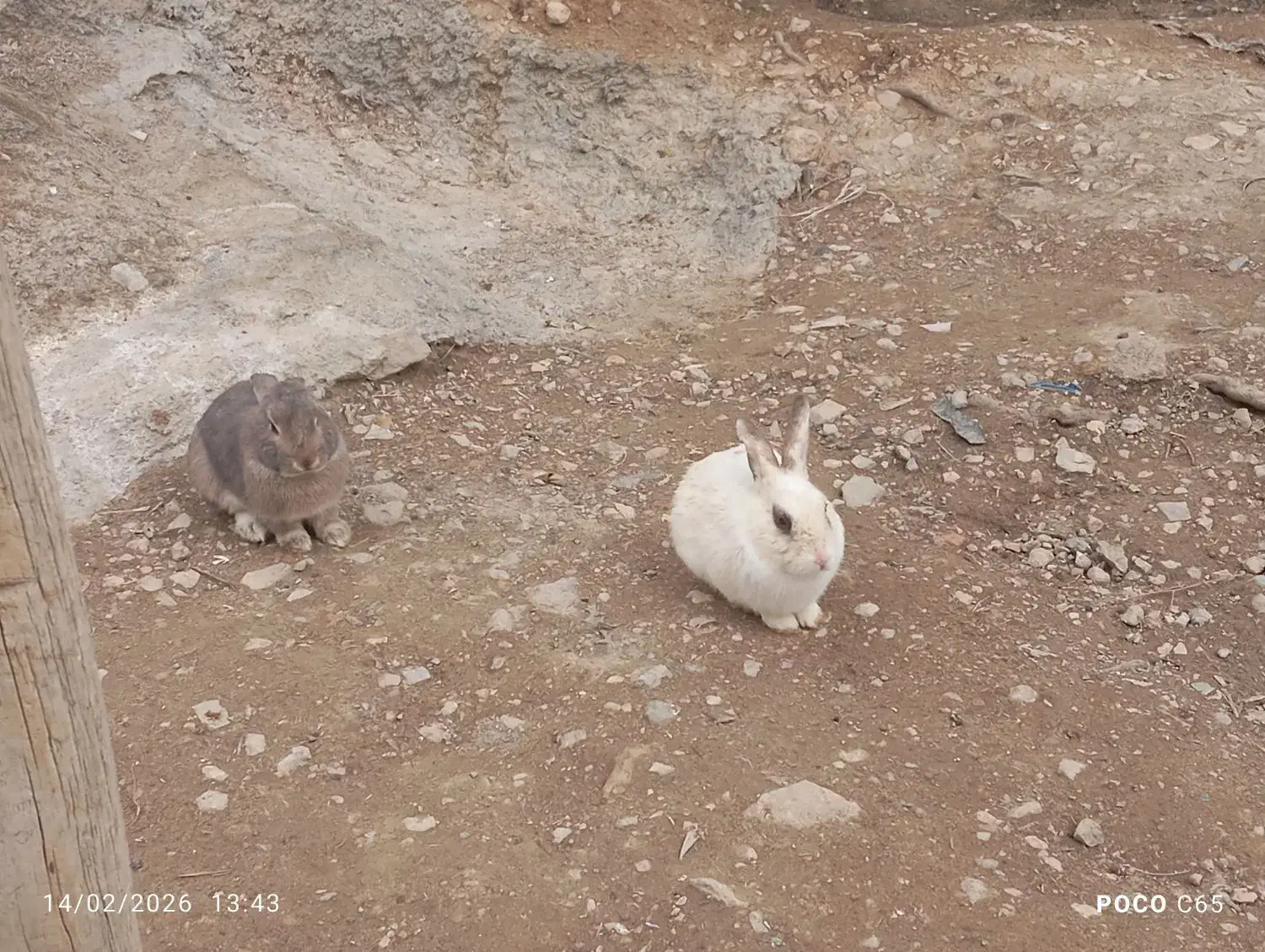 خرگوش|موش و خرگوش|اسفراین, |دیوار