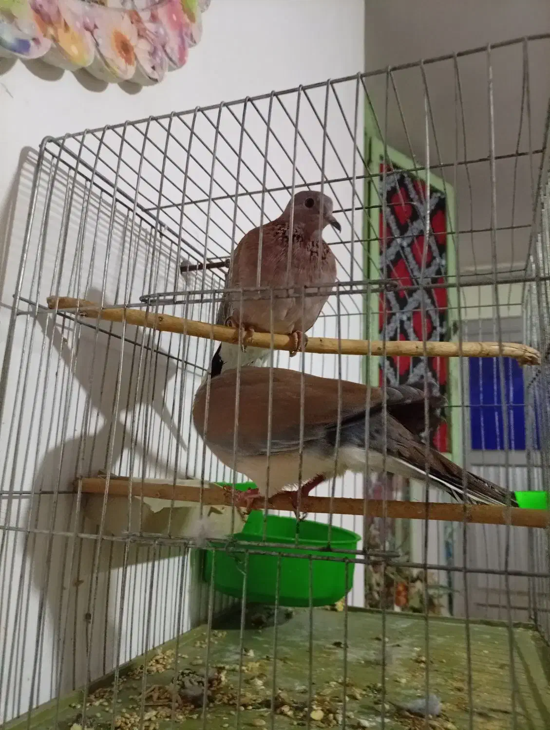 حمیدیه|پرنده|حمیدیه, |دیوار