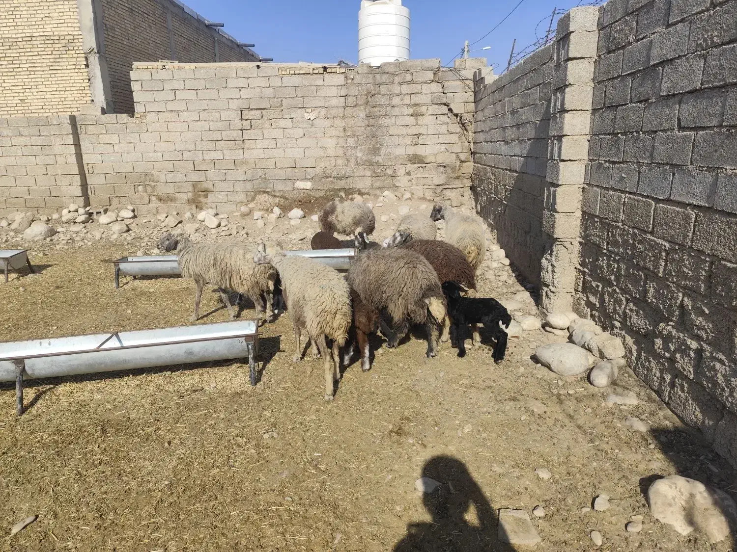 باسلام 7راس گوسفندزاییده|حیوانات مزرعه|رامشیر, |دیوار