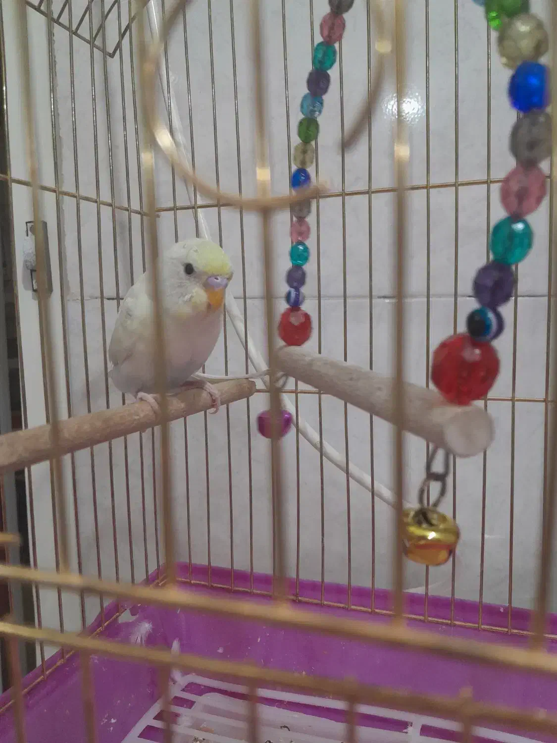 مرغ عشق دستی|پرنده|قم, نخودی|دیوار