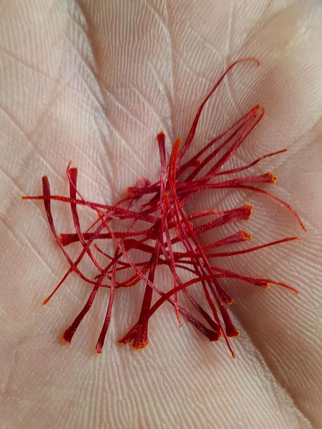 زعفران سوپرنگین اتویی|خوردنی و آشامیدنی|نیشابور, شهرک بهارستان|دیوار