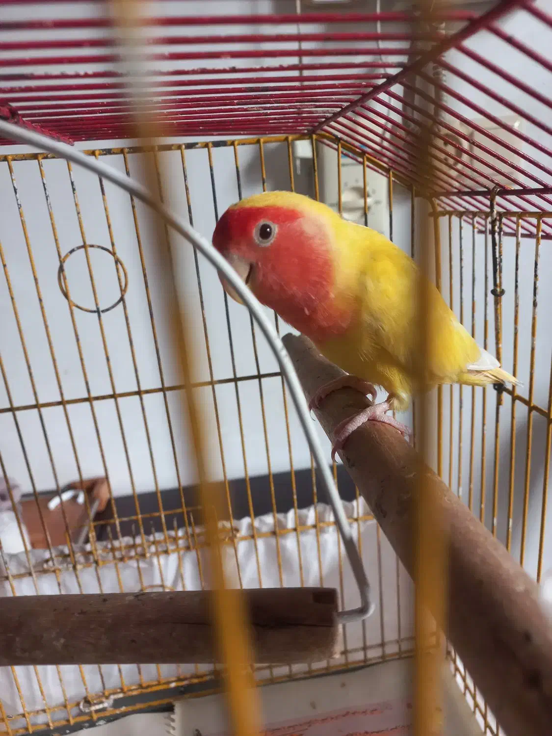 برزیلی هلوی|پرنده|سنگر, |دیوار