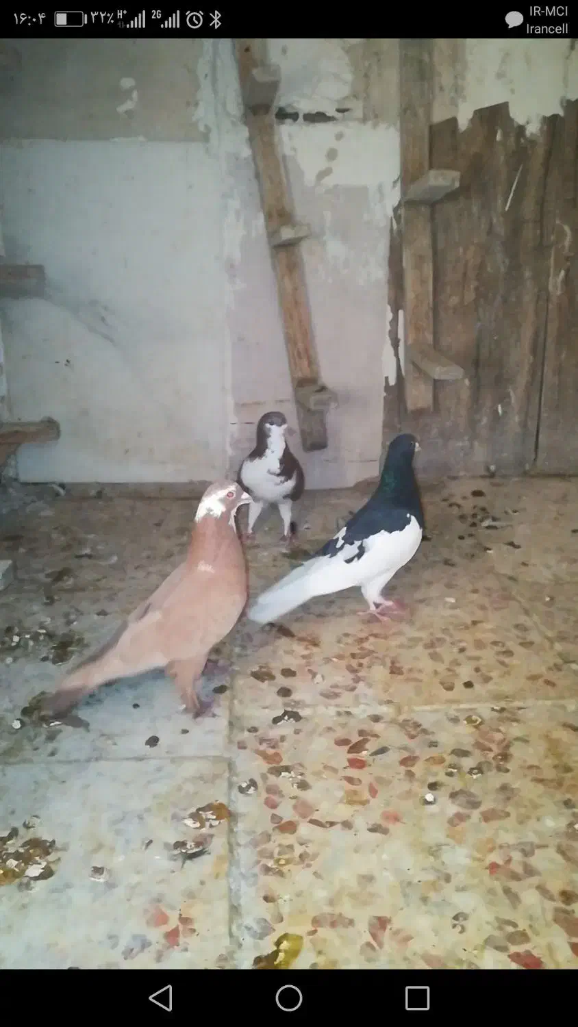 3تا کفتر گرفتنی|پرنده|شیراز, شهرک صدا و سیما|دیوار