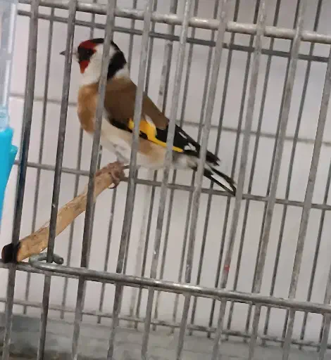 سهره نر عتیقه|پرنده|ماهدشت, |دیوار