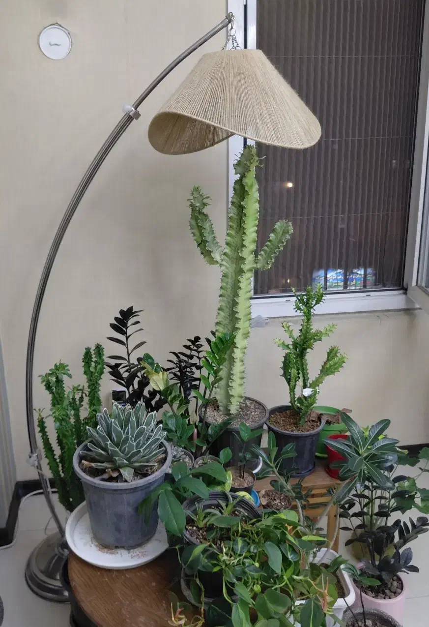 آباژور با لامپ رشد گیاه|چراغ خواب و آباژور|کرج, باغستان|دیوار