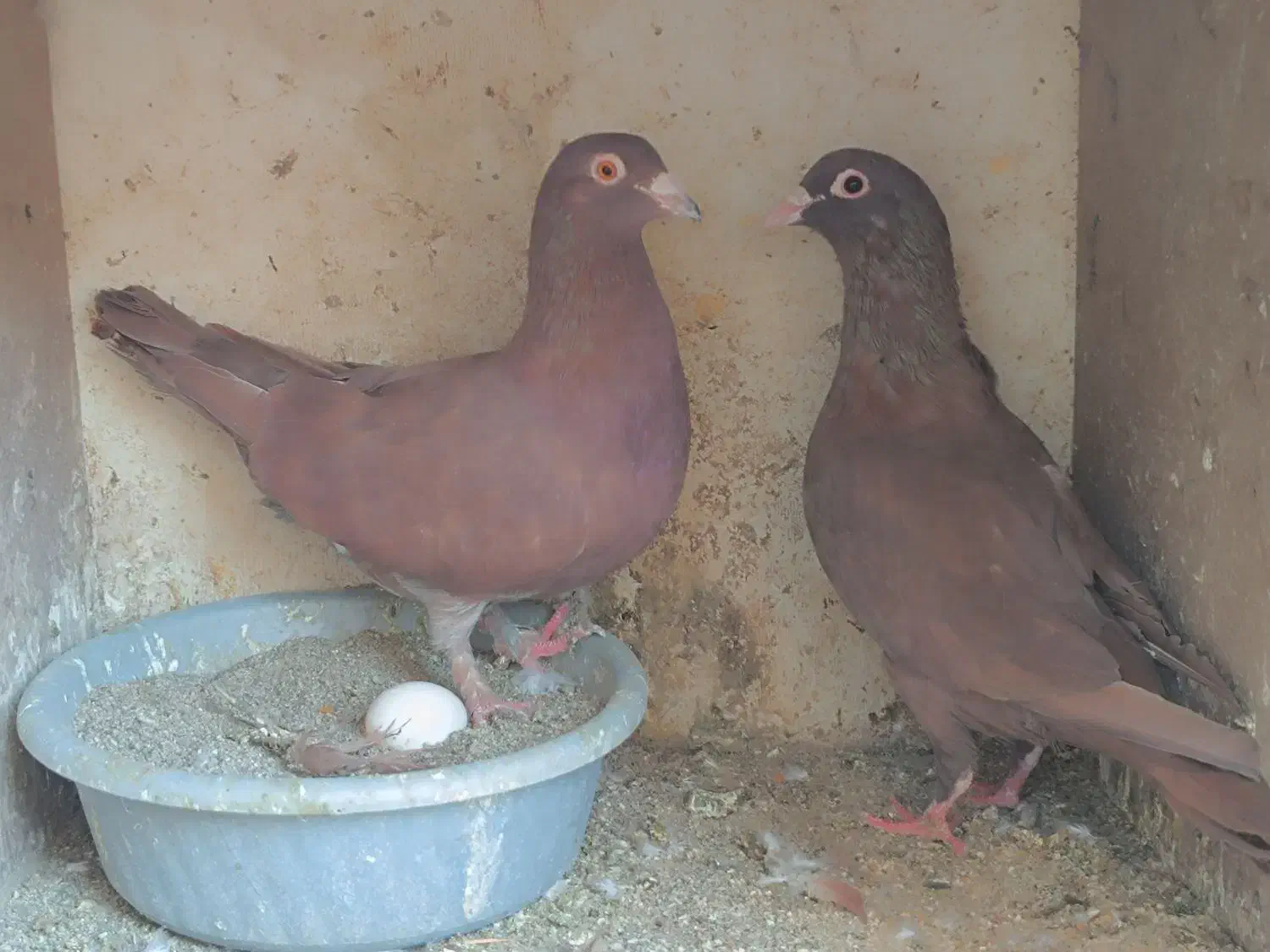 سرخ کرمونی سوسکی قره مینا شامی|پرنده|مشهد, گاز|دیوار