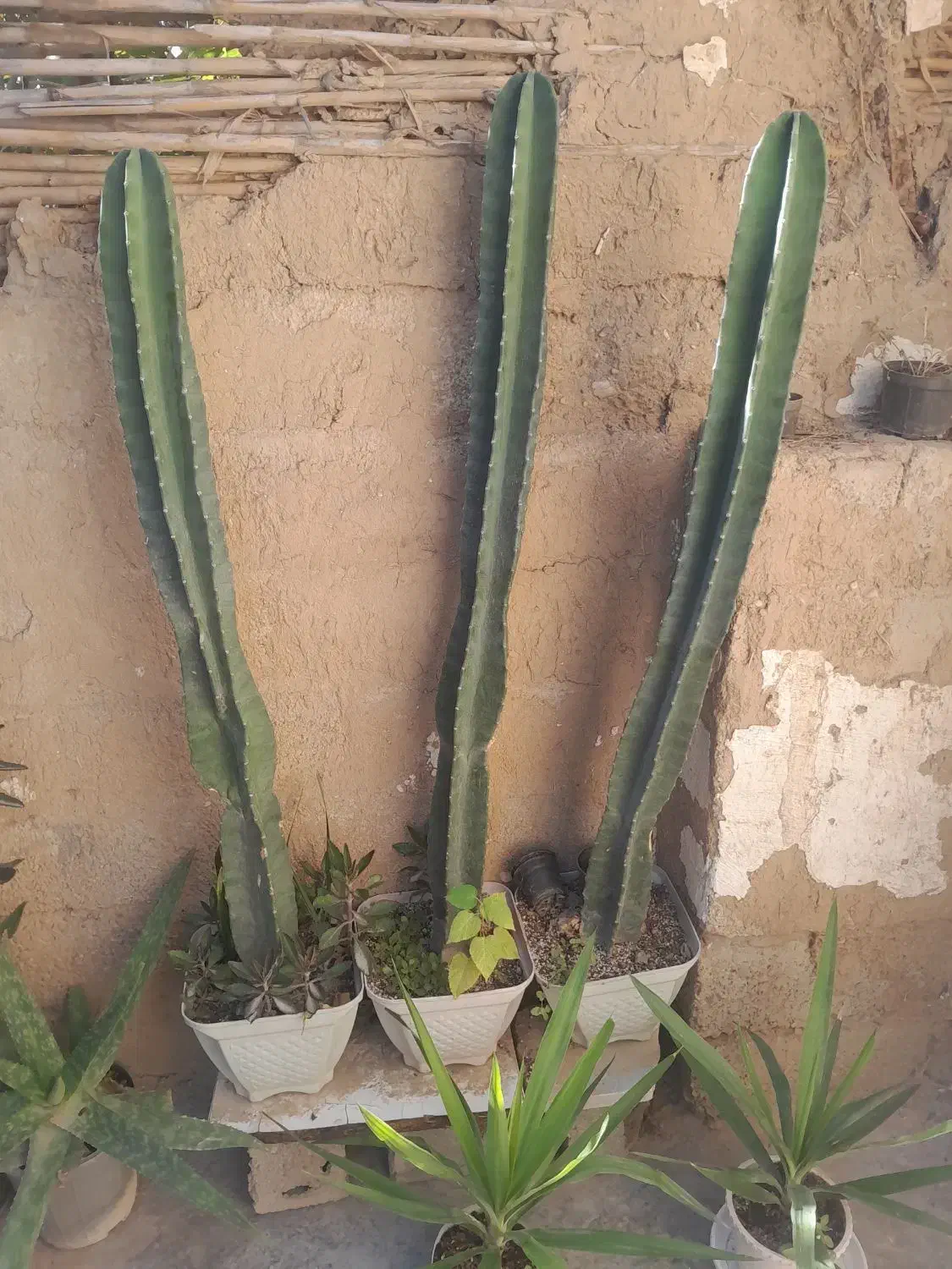 گل وگیاه|گل و گیاه طبیعی|مینودشت, |دیوار