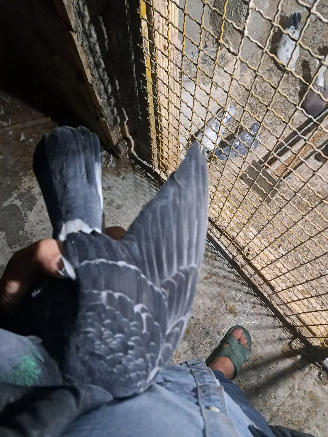 ماده پلاکی|پرنده|شهرکرد, |دیوار