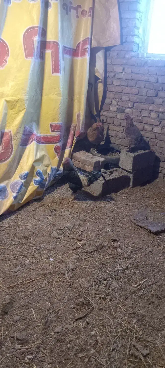 خروس دو رگه|حیوانات مزرعه|سیلوانه, |دیوار