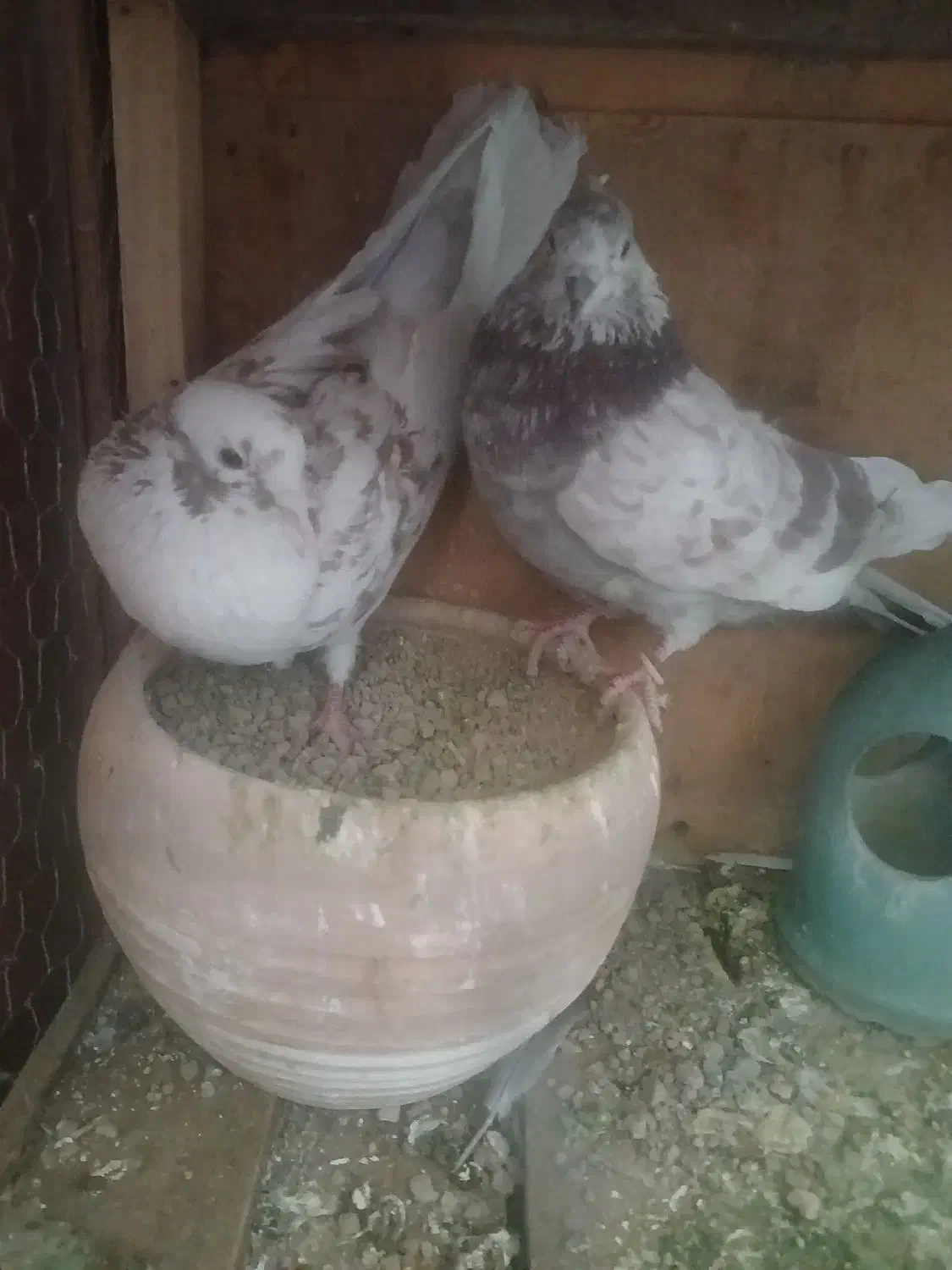 کفتر پرشی|پرنده|ساوه, |دیوار