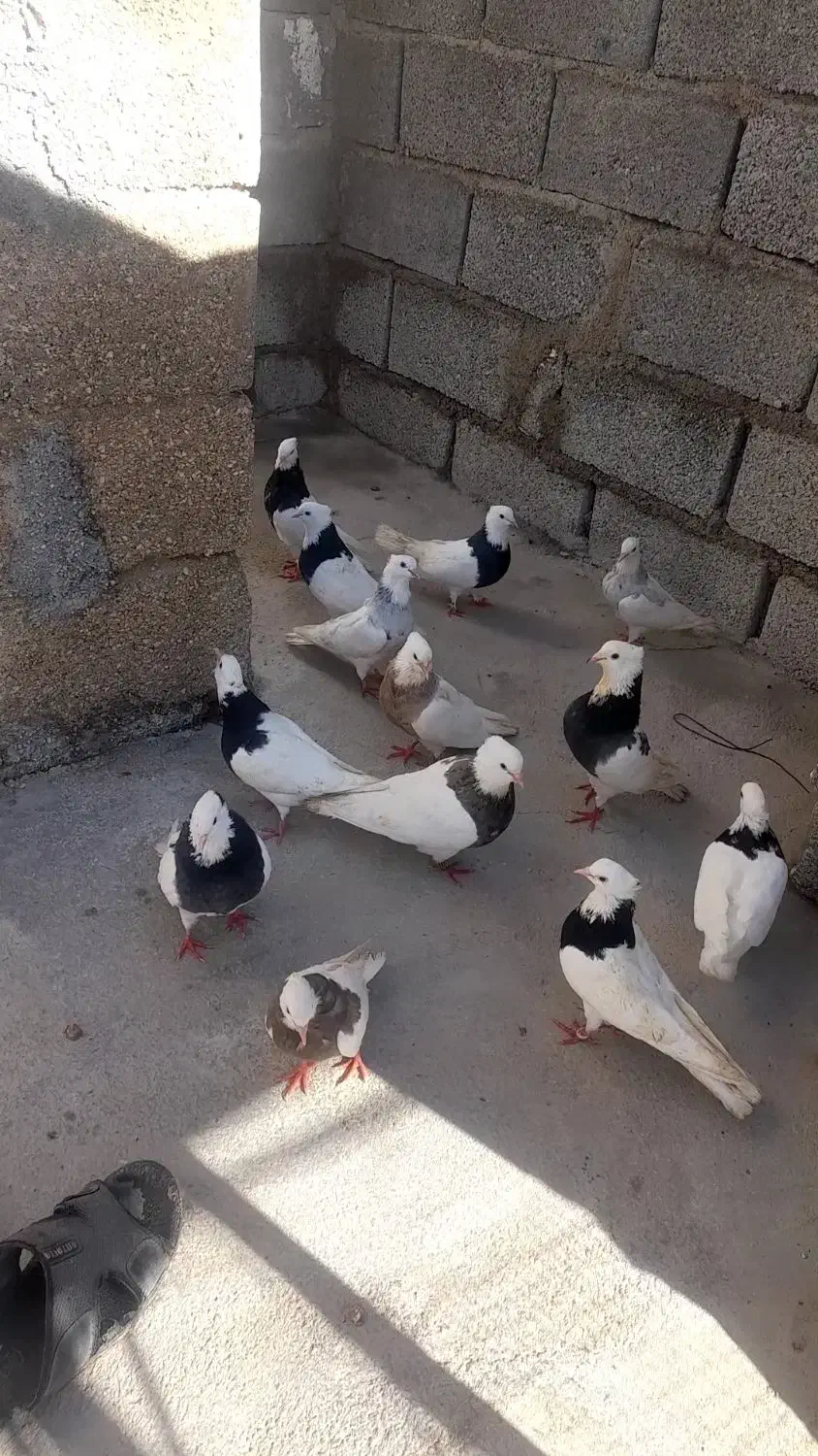 کبوتر|پرنده|جم, |دیوار