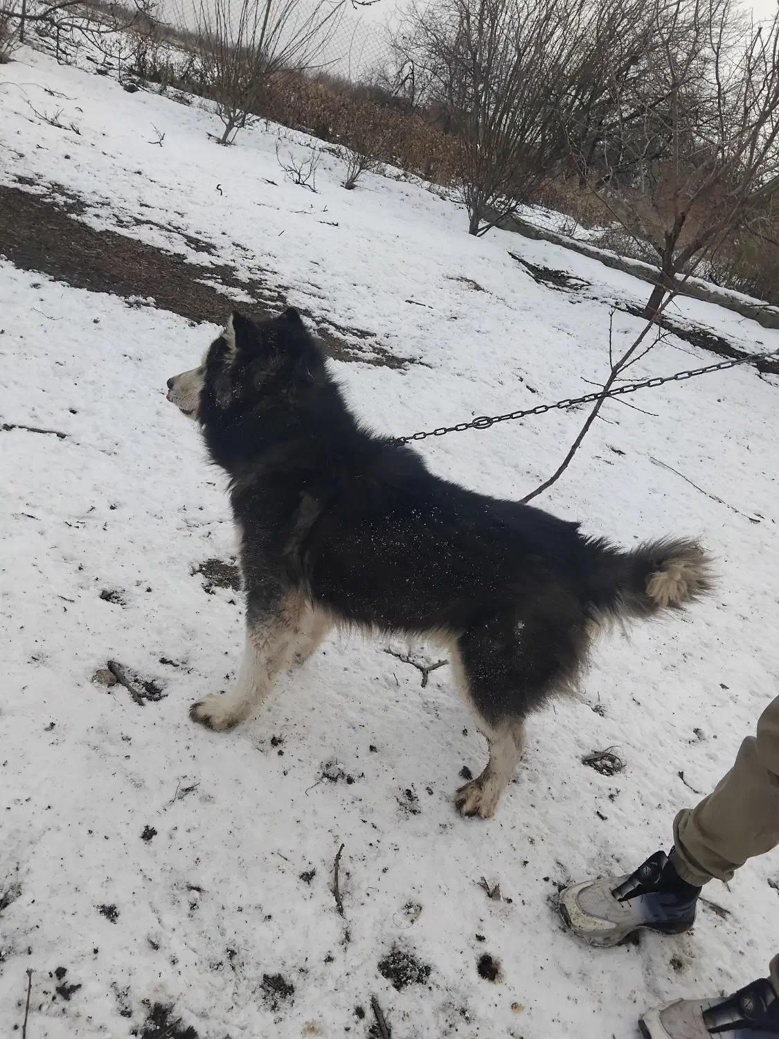 سگ هاسکی|سگ|نوشین شهر, |دیوار