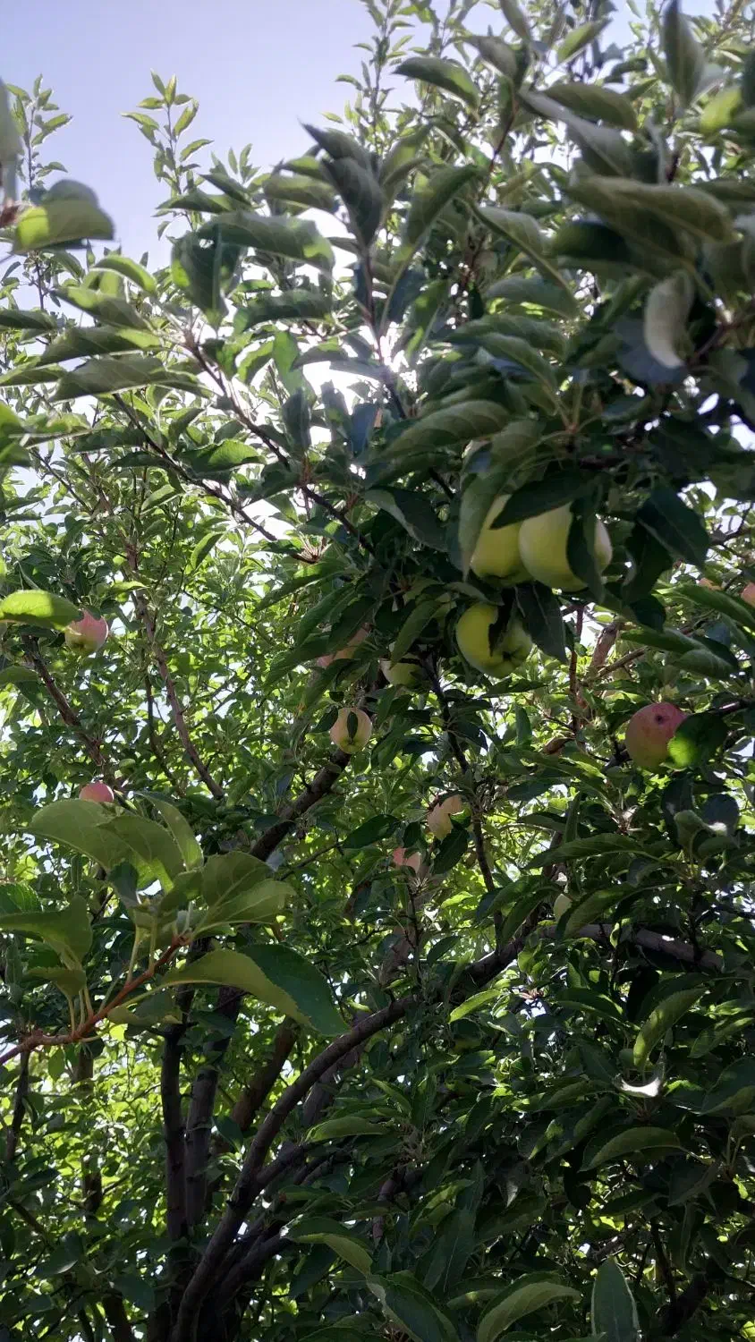 فیش خوش اقبالان جاده لاچوان|فروش زمین و ملک کلنگی|قیدار, |دیوار