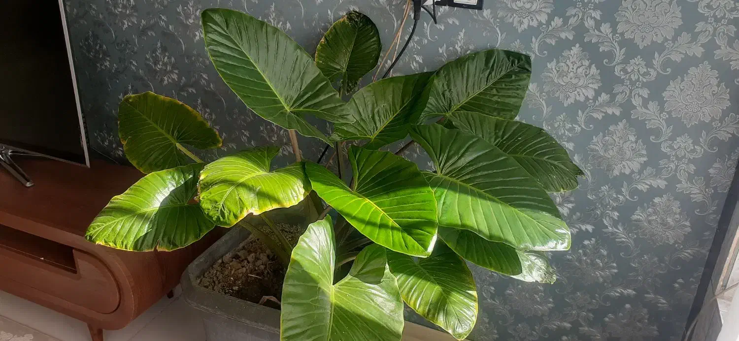 گل بابا ادم|گل و گیاه طبیعی|تربتحیدریه, شهرک ولیعصر|دیوار