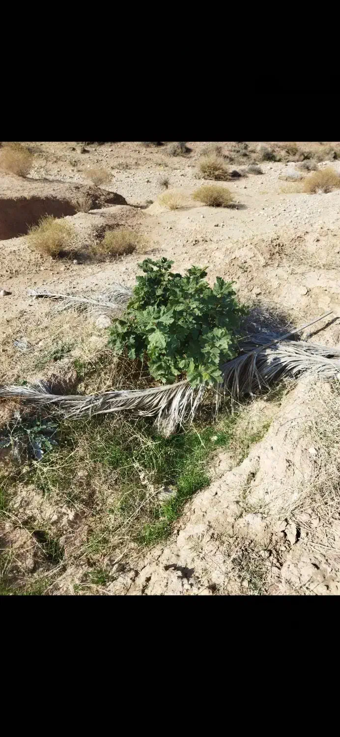 چهارهکتارانجیرسه ساله|فروش دفتر صنعتی، کشاورزی، تجاری|سروستان, |دیوار