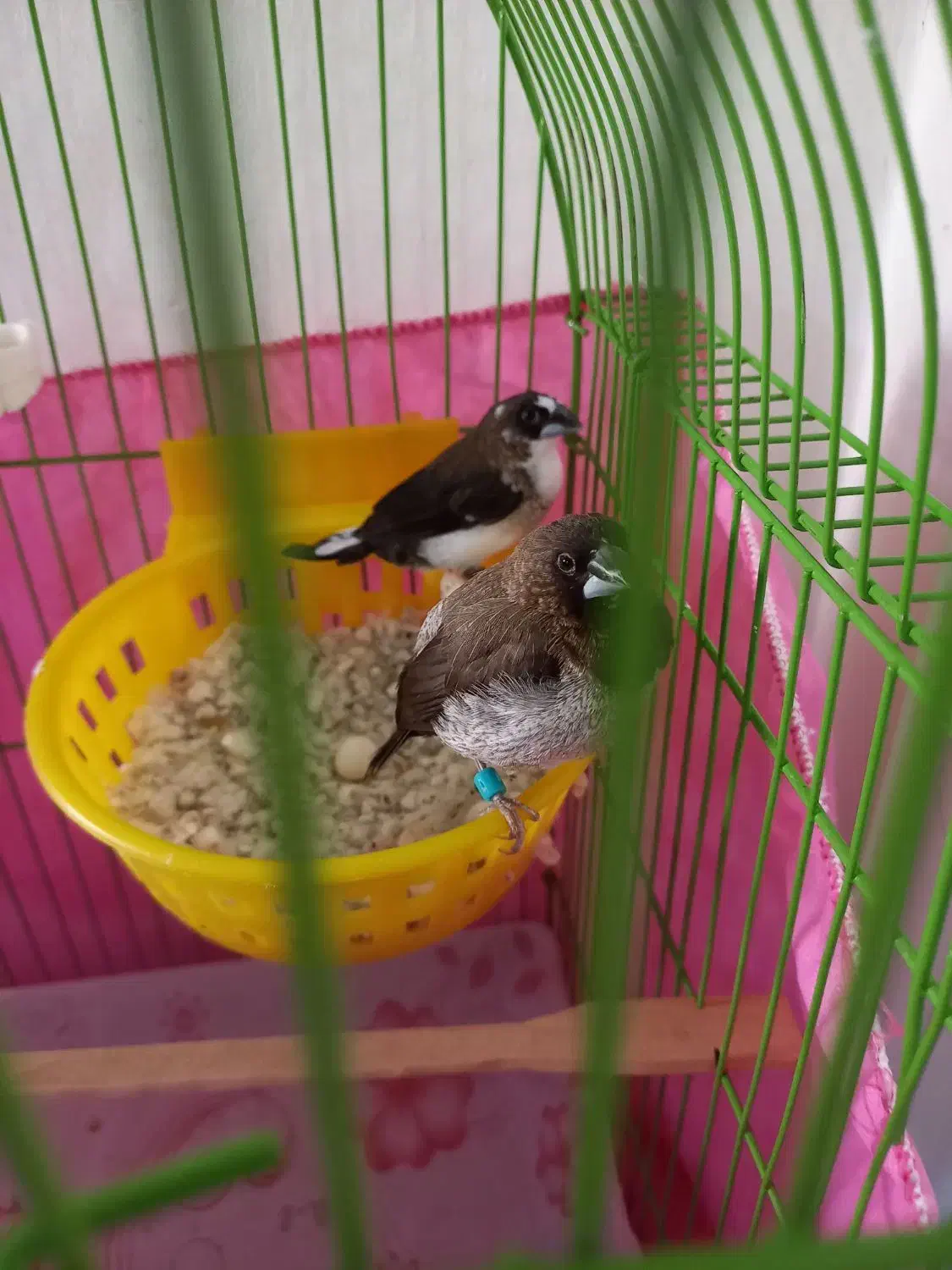 فنچ بنگالی|پرنده|محمدیه-قزوین, |دیوار