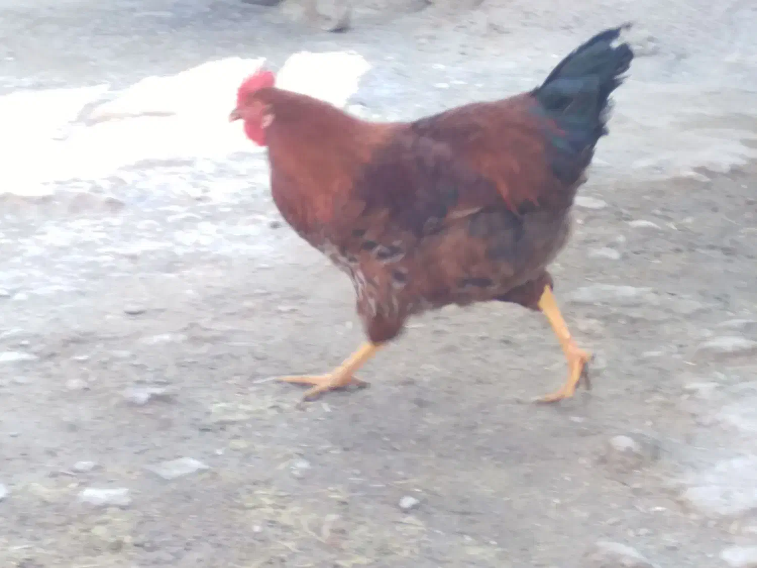 خروس محلی|حیوانات مزرعه|زرین دشت (همدان), |دیوار