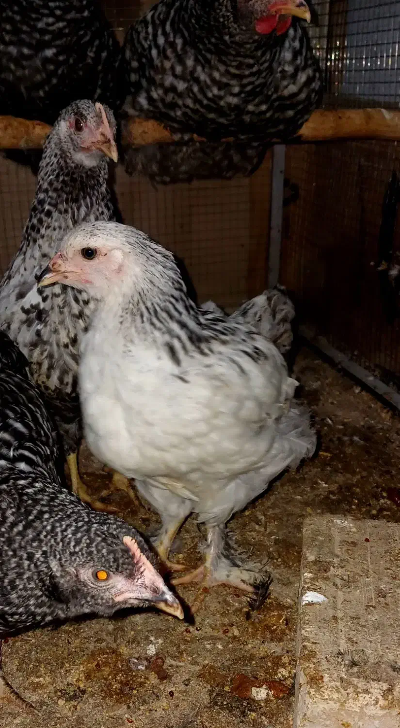 جوجه زینتی|حیوانات مزرعه|قزوین, |دیوار