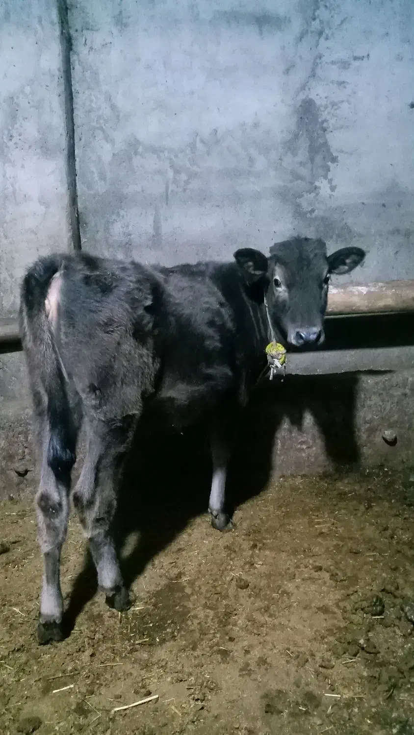 دوراس گوسالهی ماده|حیوانات مزرعه|هریس, |دیوار