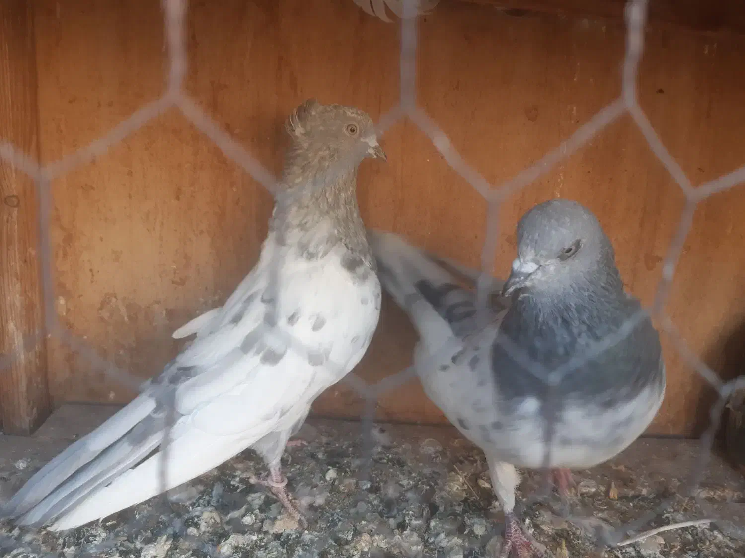 کبوتر|پرنده|ساوه, |دیوار