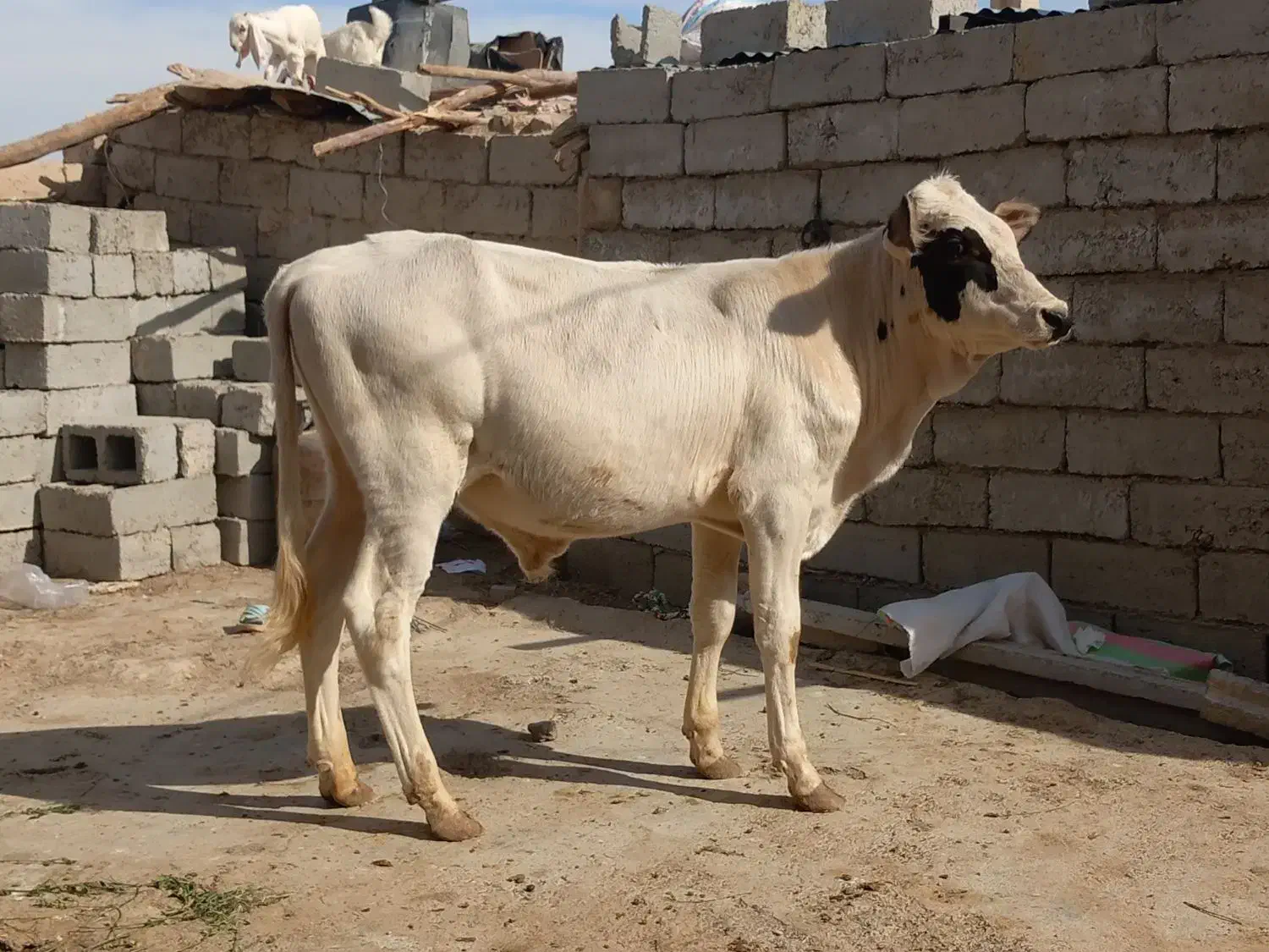 گوساله نر الشتاین کل اصل|حیوانات مزرعه|زابل, |دیوار
