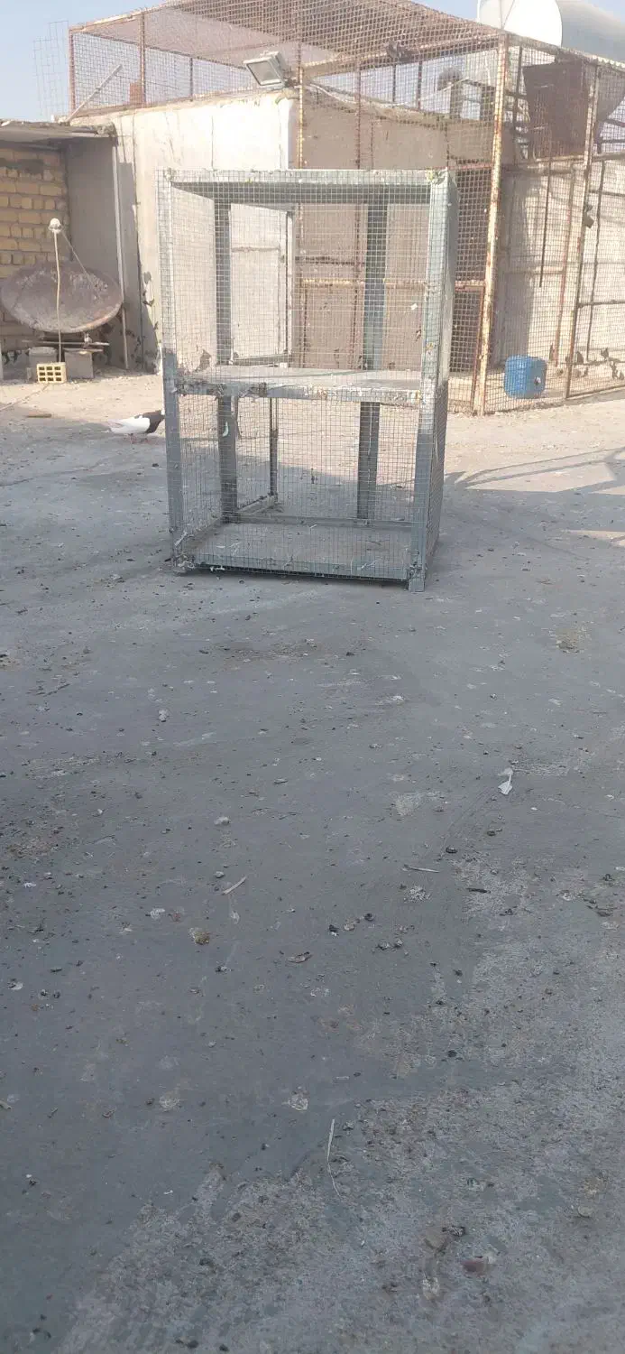 جفت دونی کفتر|لوازم جانبی حیوانات|مرودشت, رودبال|دیوار