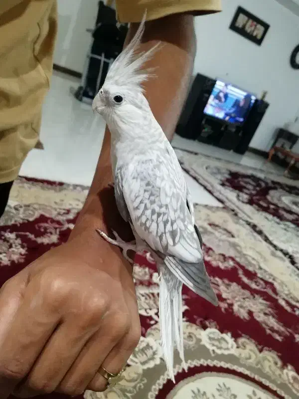 عروس هلندی بالغ|پرنده|گنبد کاووس, |دیوار