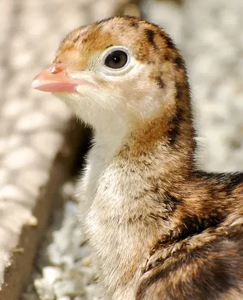 فروش جوجه شترمرغ و بوقلمون یک روزه|حیوانات مزرعه|کرج, شهرک خاتم النبیا|دیوار