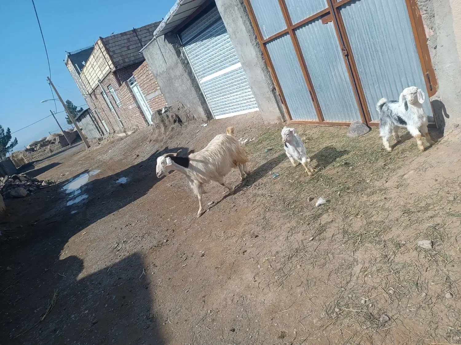 گوسفند|حیوانات مزرعه|بیرجند, |دیوار