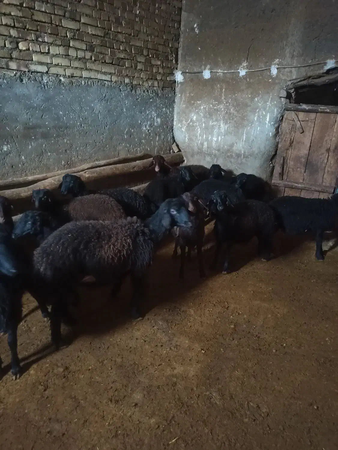 بره نر دشتی|حیوانات مزرعه|سجاس رود, |دیوار