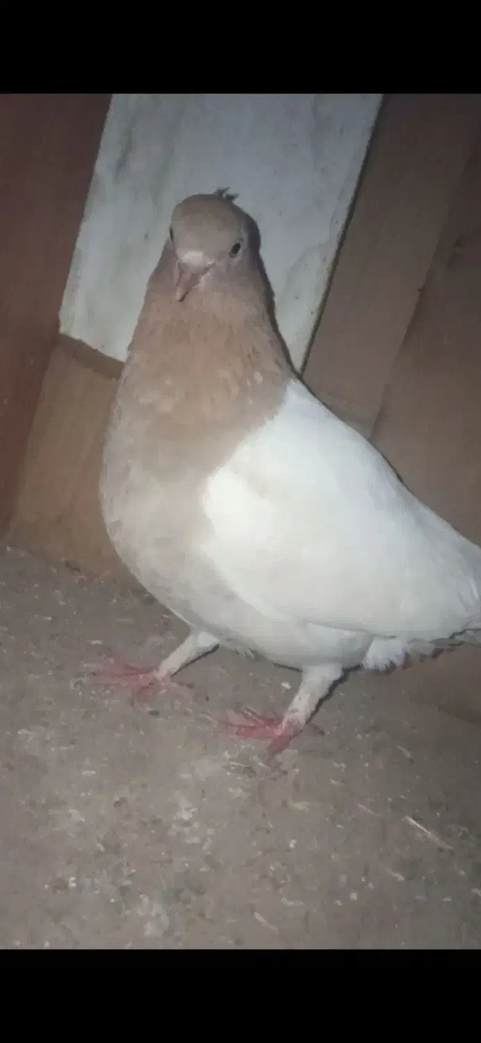 کفتر نقش|پرنده|سده (خراسان جنوبی), |دیوار