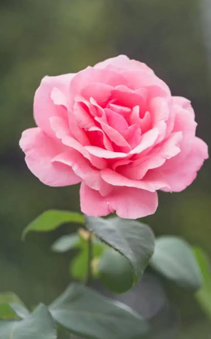 گل و کود برگ و سم|گل و گیاه طبیعی|محمدشهر, شهرک چمران|دیوار