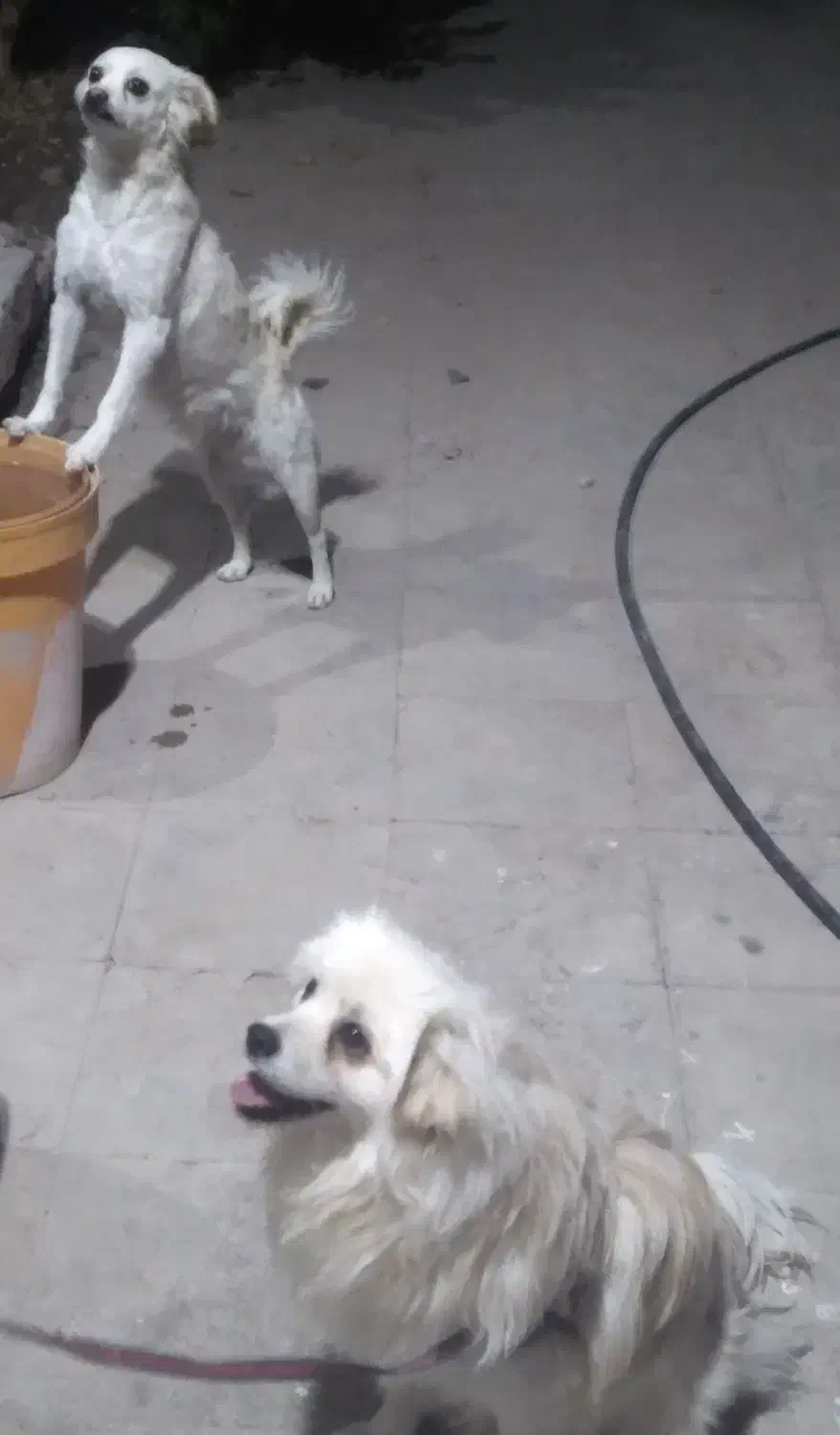 گمشده دو عدد سگ|حیوانات|داراب, |دیوار