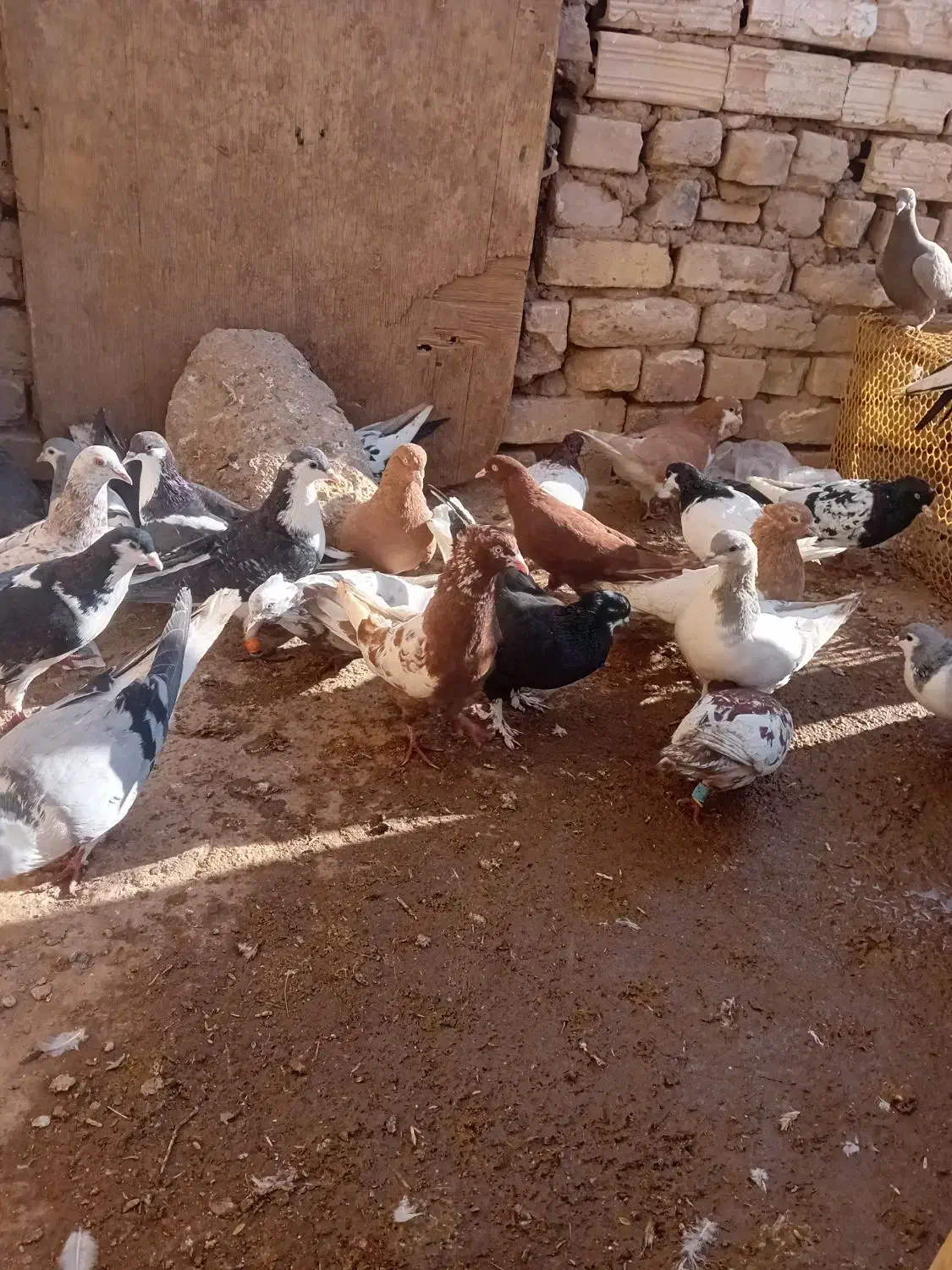 ۳۰ عدد رنگی قیمت مناسب|پرنده|بشاریات, |دیوار