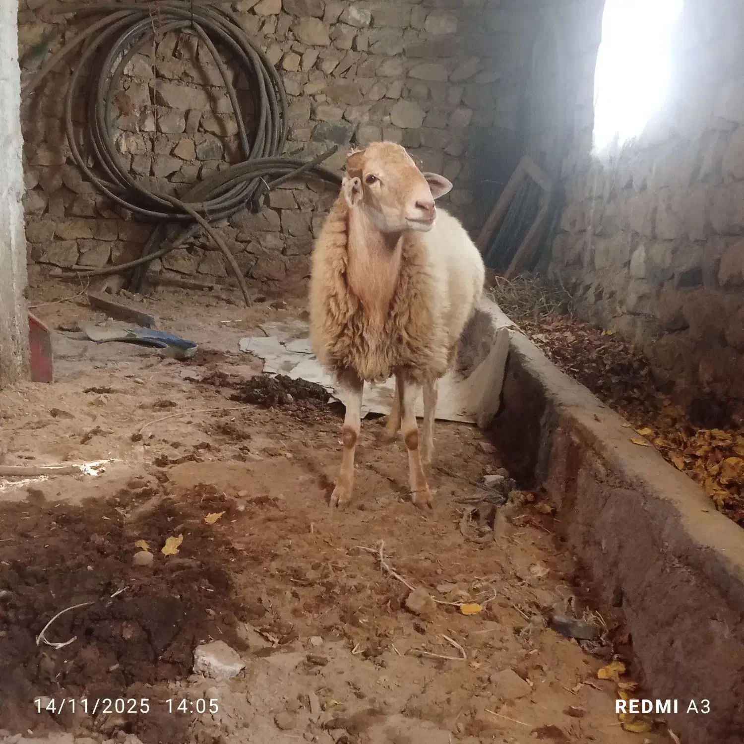 فروش توغلو مغانی|حیوانات مزرعه|چهاردانگه (آذربایجان), |دیوار