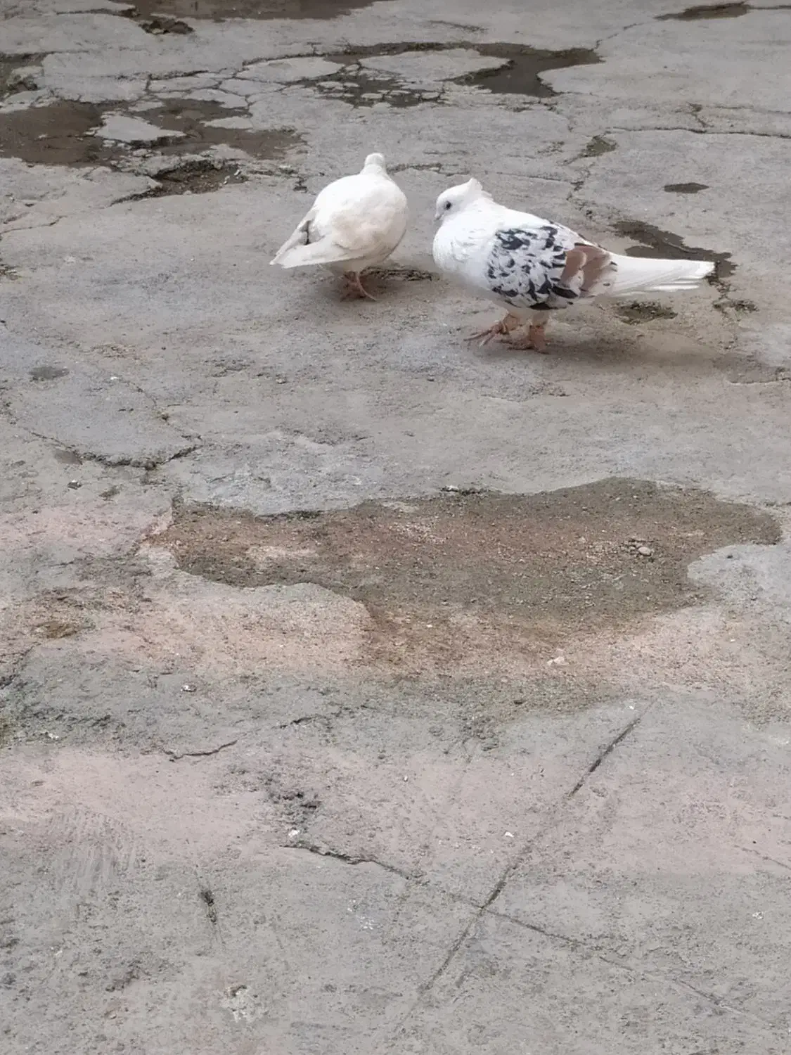 کبوتر پرنده|پرنده|دورود, |دیوار