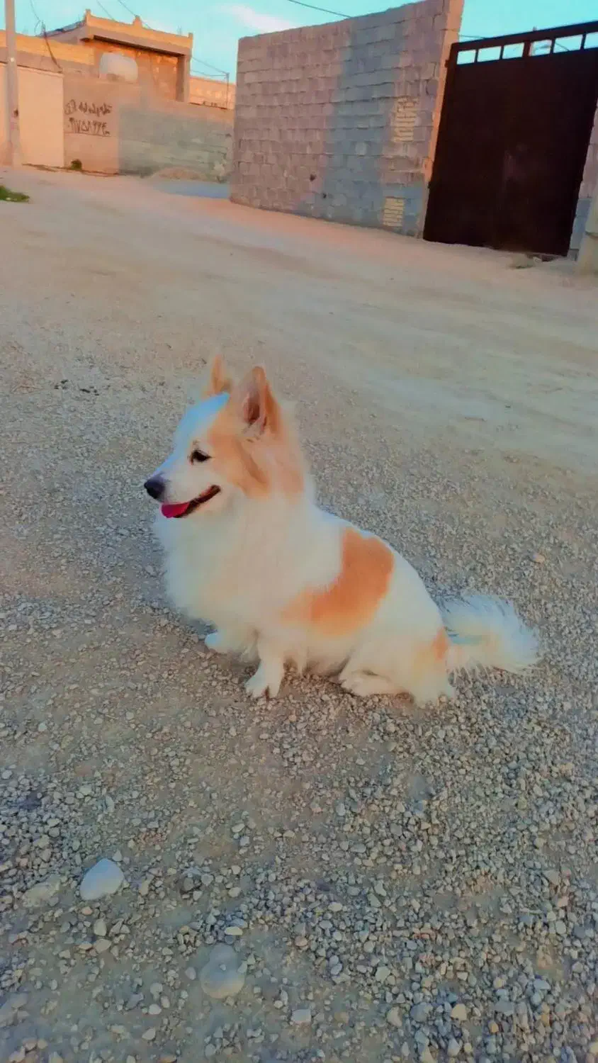 گمشده|سگ|برازجان, |دیوار