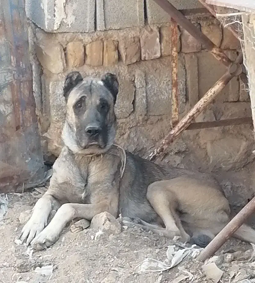 جفت سراب|سگ|مرودشت, رامجرد یک|دیوار