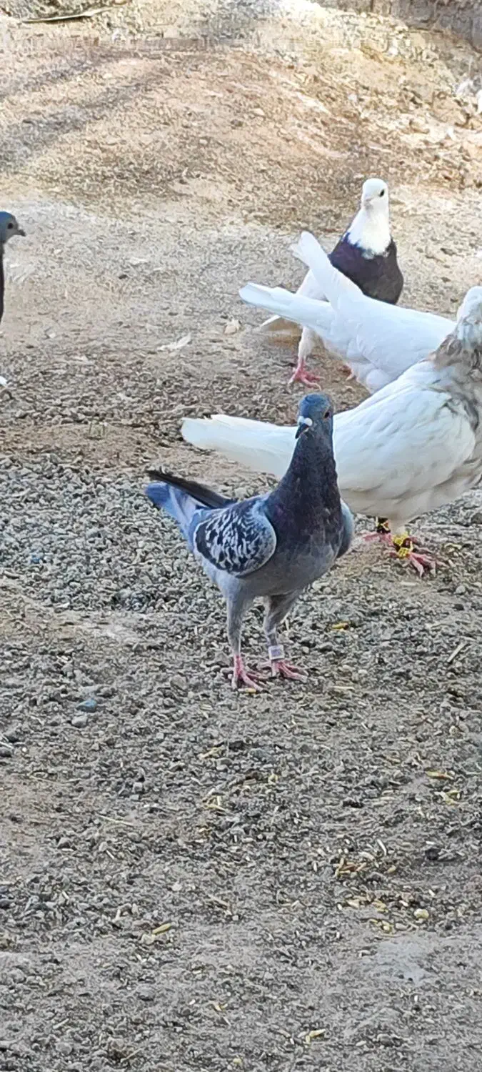 سرگرمی فراغت|پرنده|فهرج, |دیوار