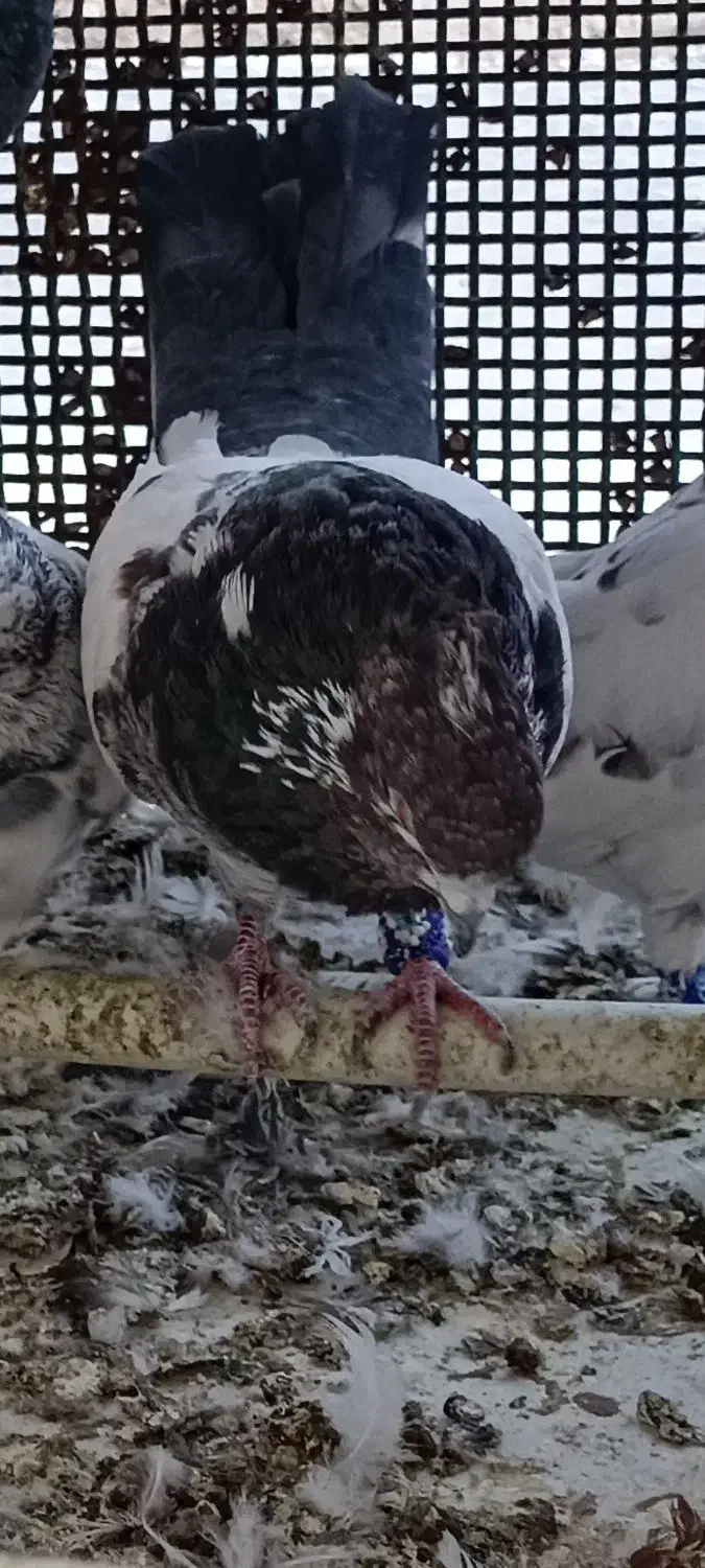 کلدم تیره قدیم|پرنده|گرمسار, |دیوار