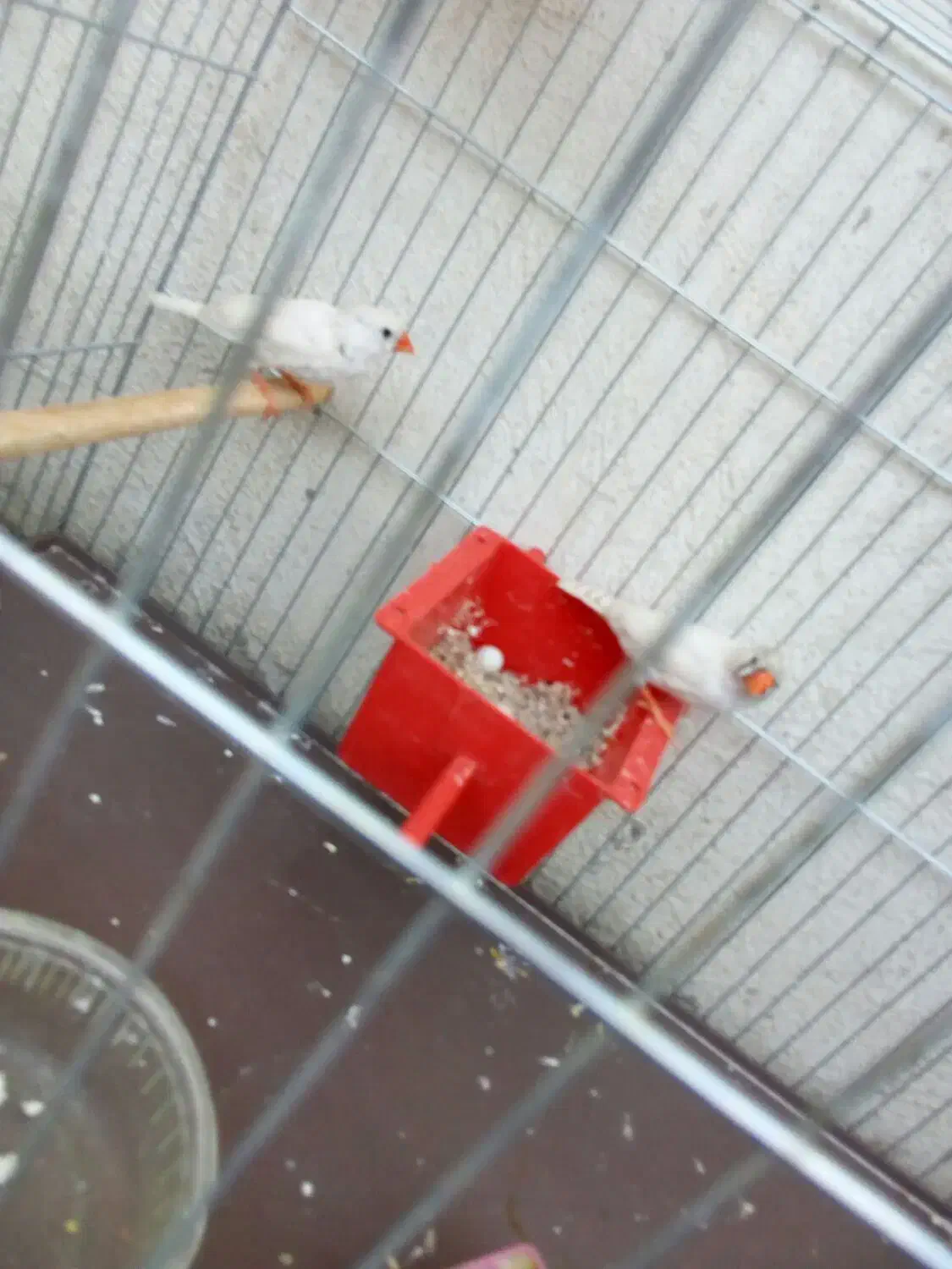 فنج نر و ماده  تخم هم دارن|پرنده|کرمان, |دیوار