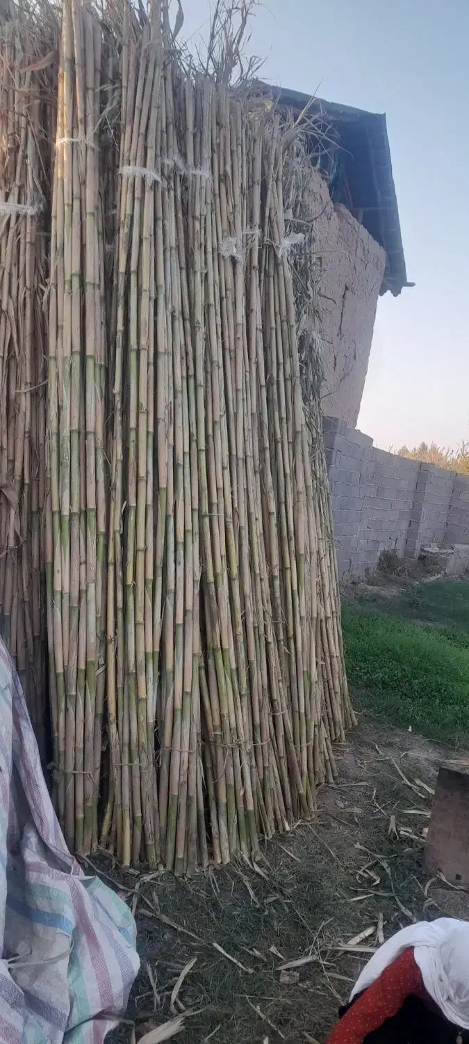 نی درشت|عمدهفروشی|سنگدوین, |دیوار