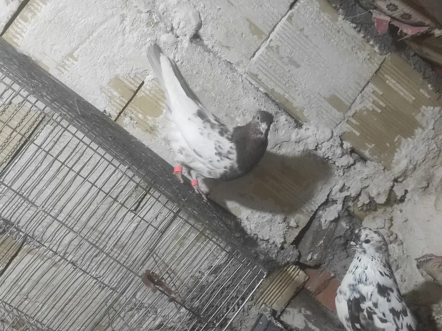 کبوتر|پرنده|تیکمه داش, |دیوار