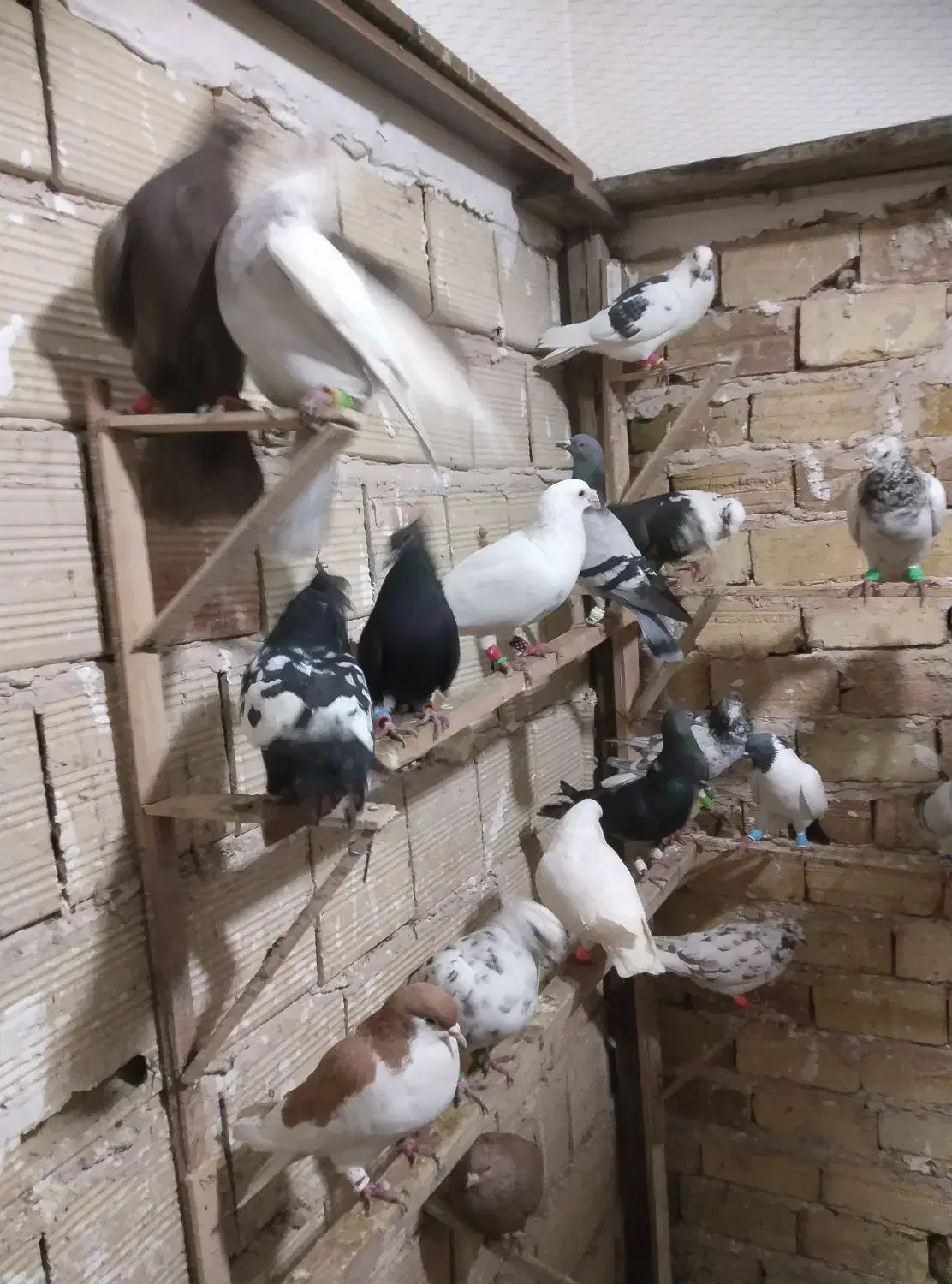 کبوتر  پرنده|پرنده|الوند, |دیوار