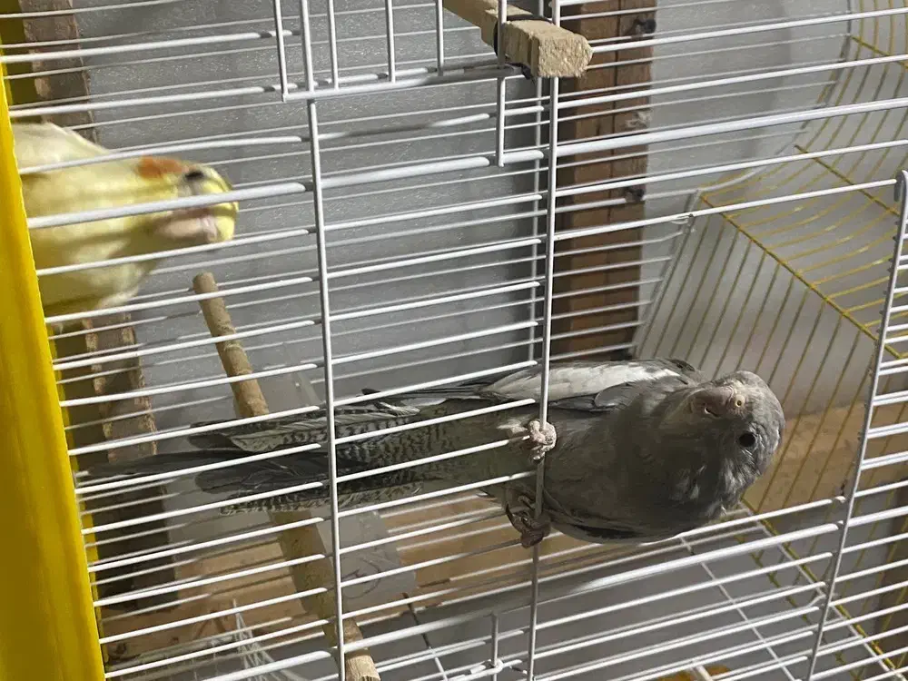 عروس هلندی|پرنده|رشت, شهریاران|دیوار