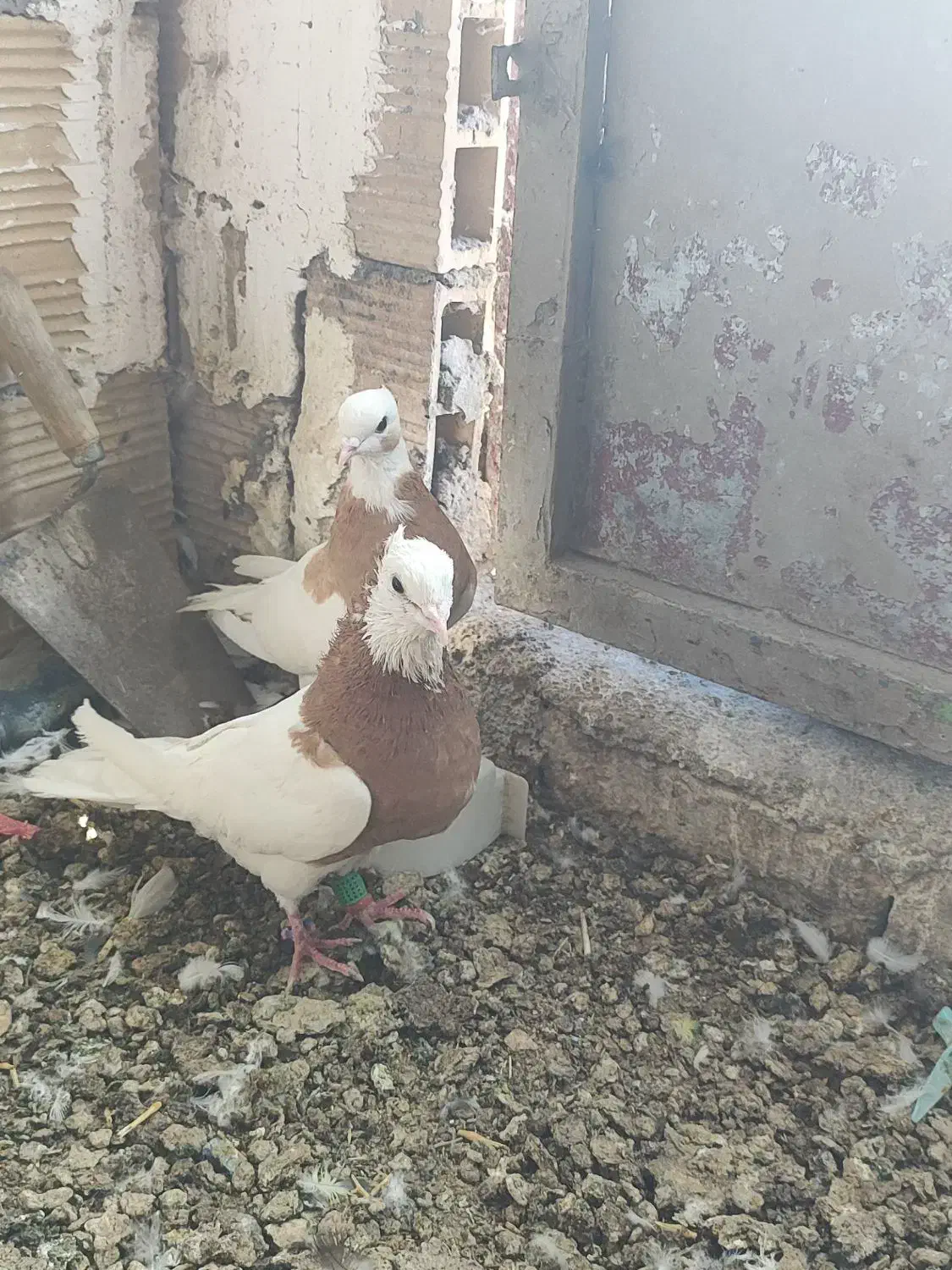 کبوتر|پرنده|کرج, بهشت سکینه|دیوار