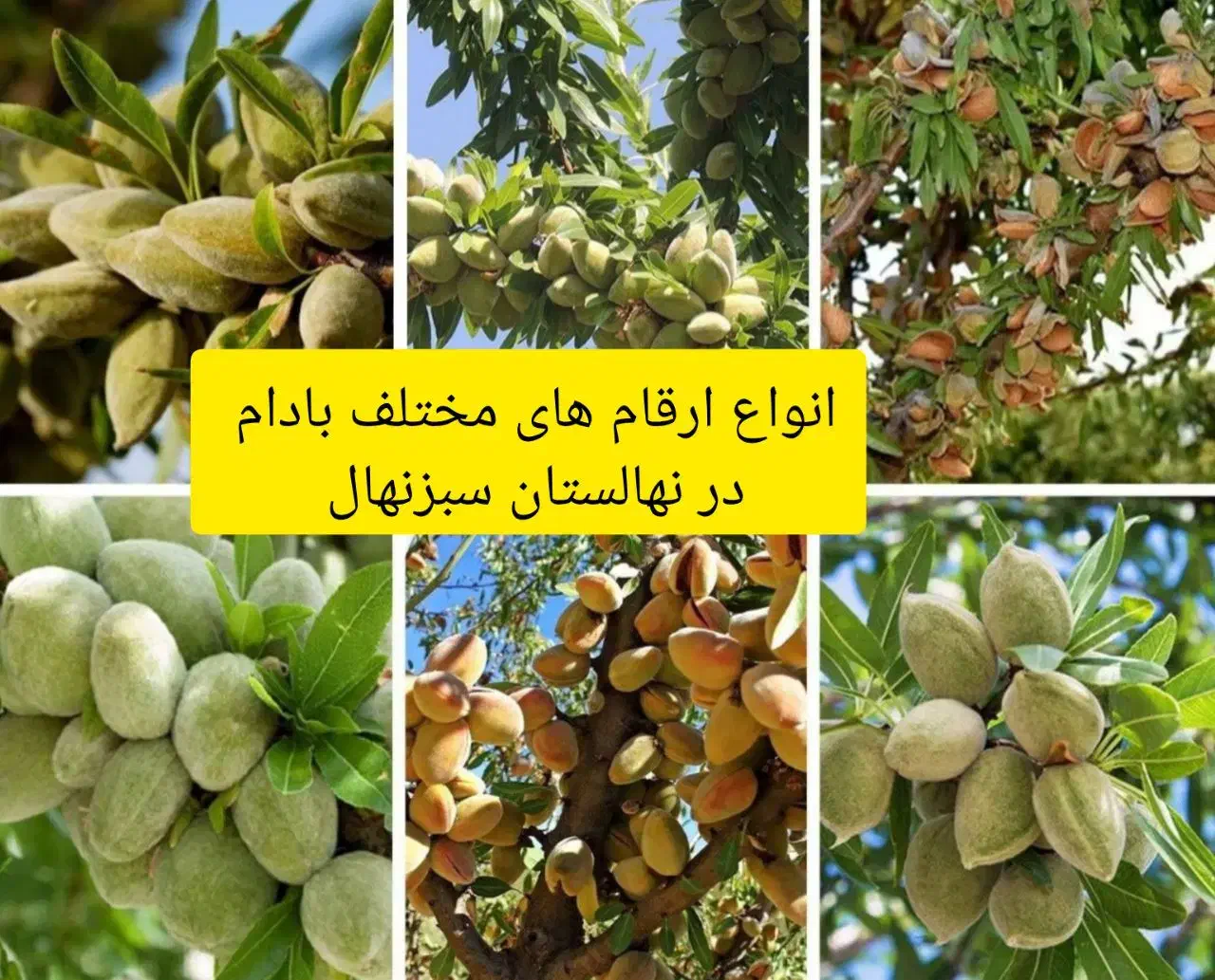 نهالستان سبزنهال انواع نهال های مثمر و غیر مثمر|خدمات باغبانی و درختکاری|مهریز, |دیوار