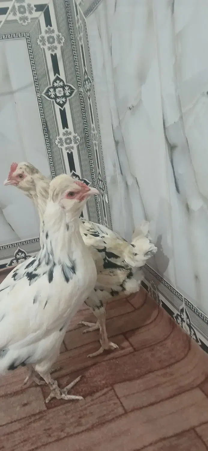 ۳ عدد مرغ گلین|حیوانات مزرعه|انبارآلوم, |دیوار