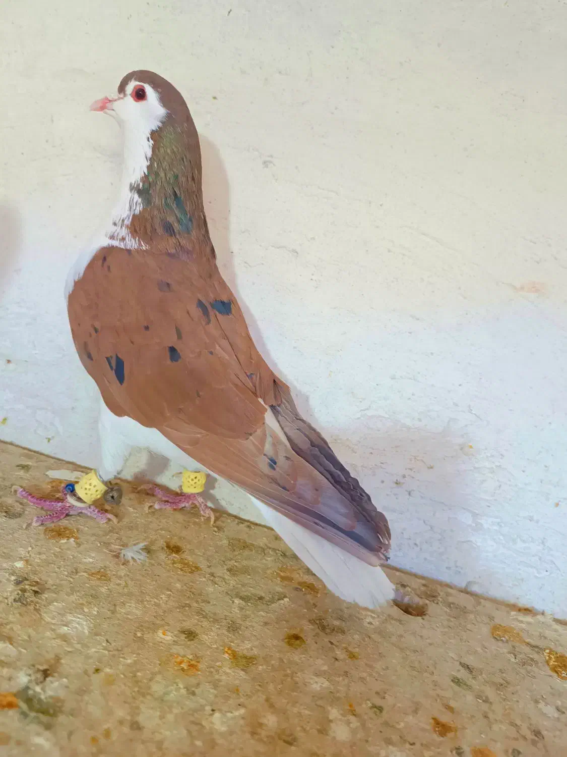 شهری سرور یال ارج دار دوتاش جوون هوایی|پرنده|شیراز, شهدای شهرک سعدی|دیوار